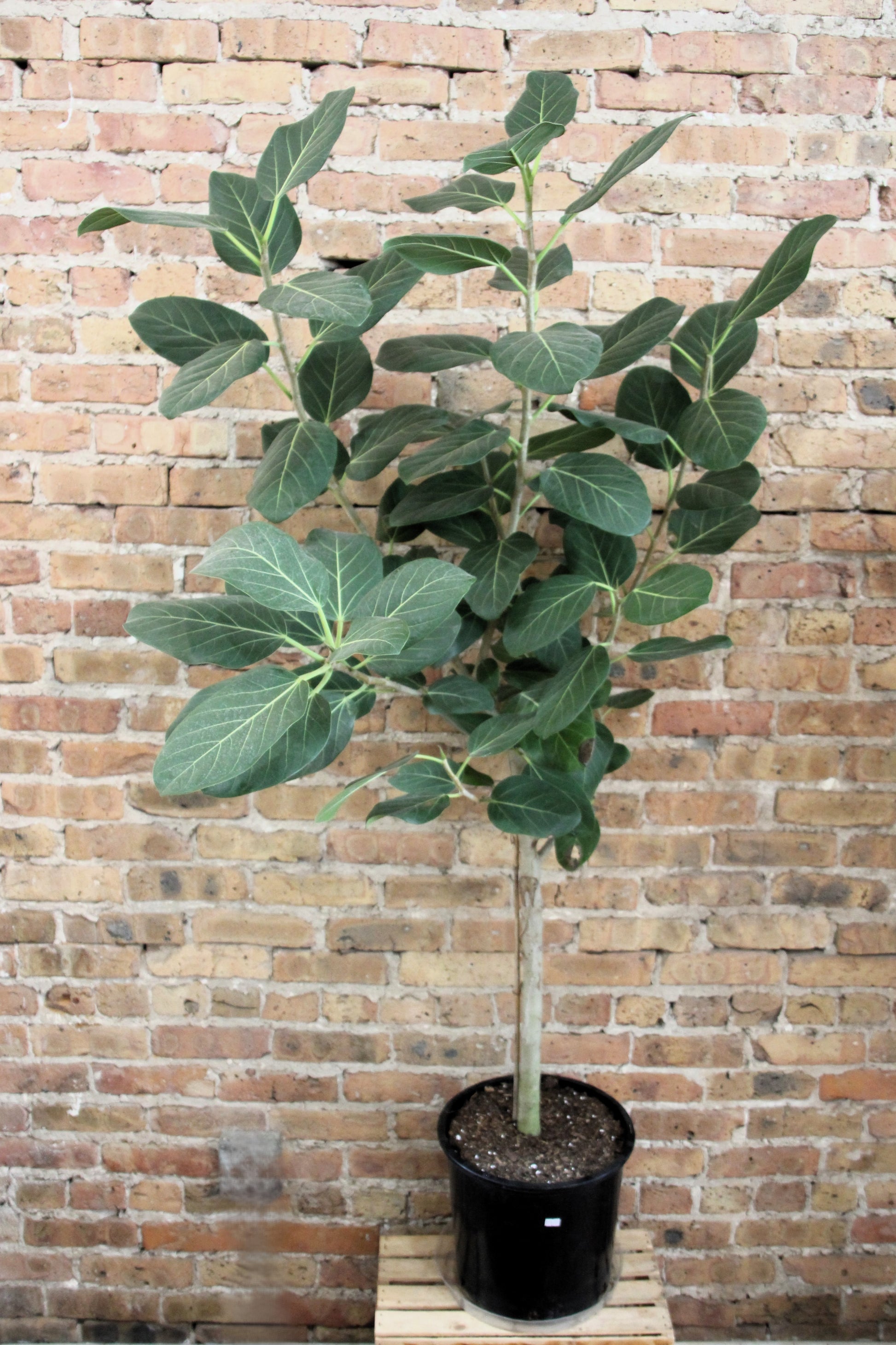 bella ficus audrey Ficus Audrey – Chicago Plants