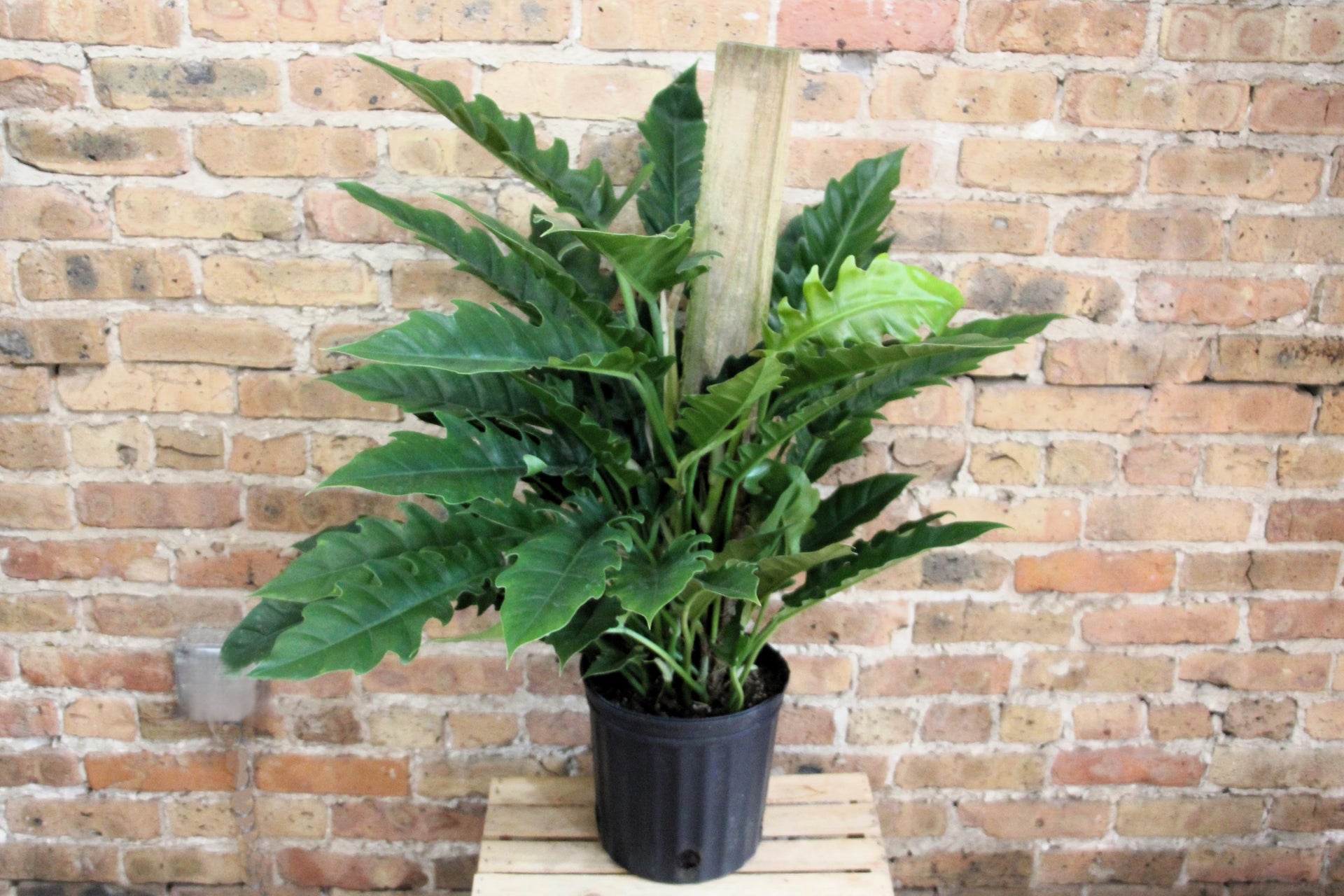 philodendron boogie Philodendron Jungle Boogie