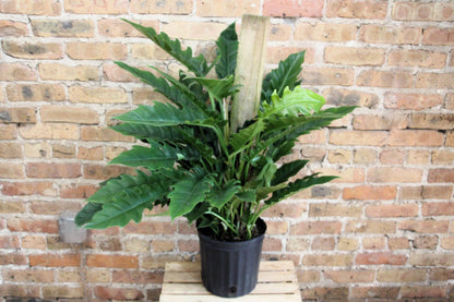 Philodendron Jungle Boogie