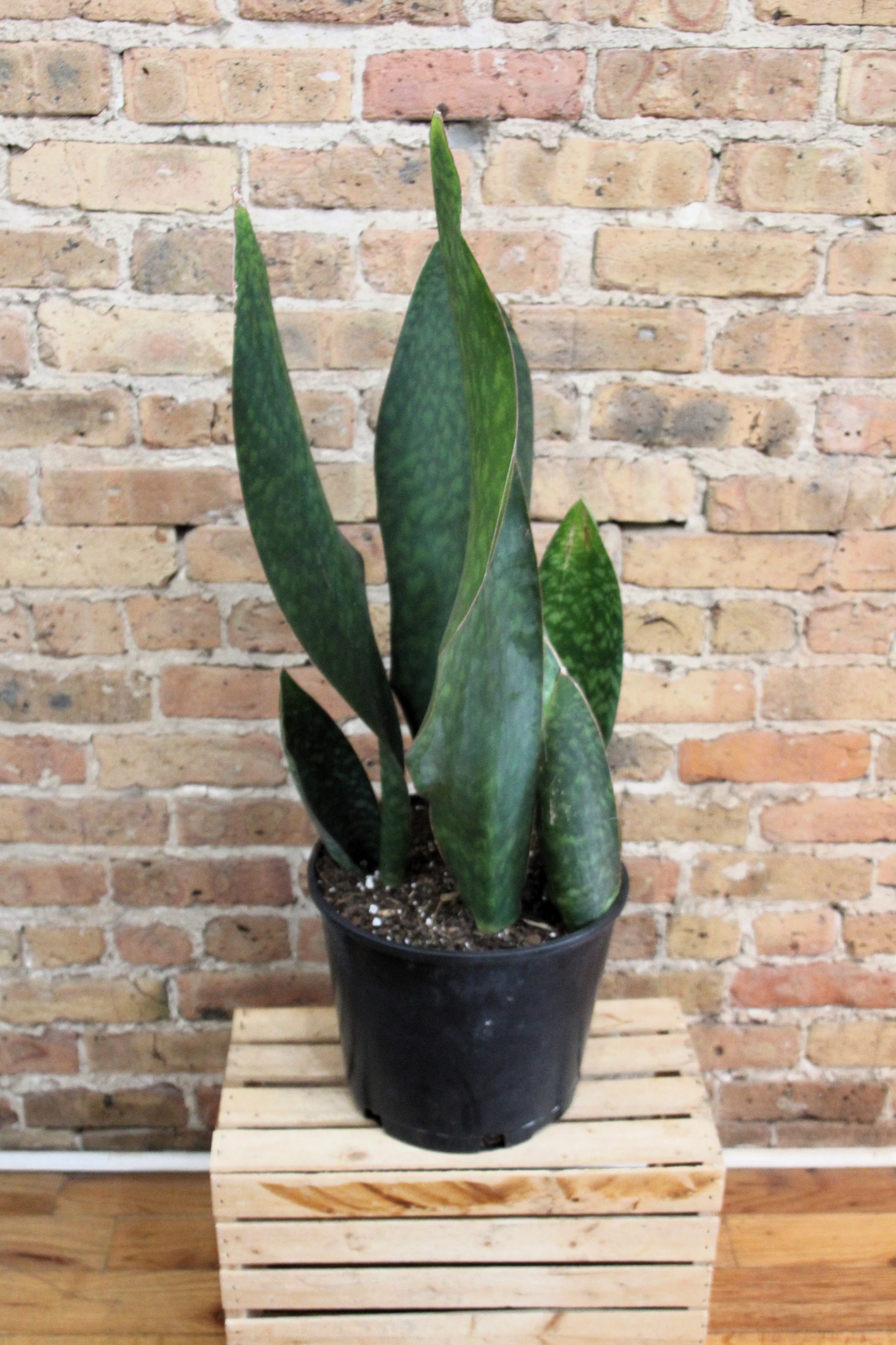 whale fin sansevieria nz Sansevieria Masoniana 'Whale Fin' – Chicago Plants