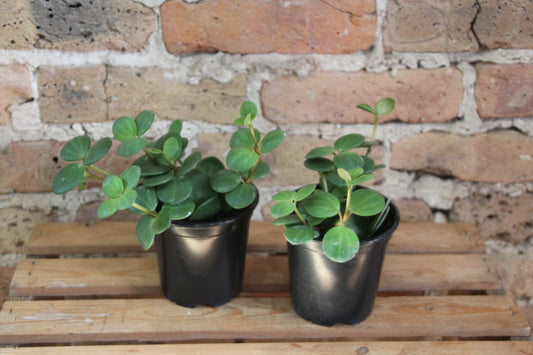 Peperomia Hope