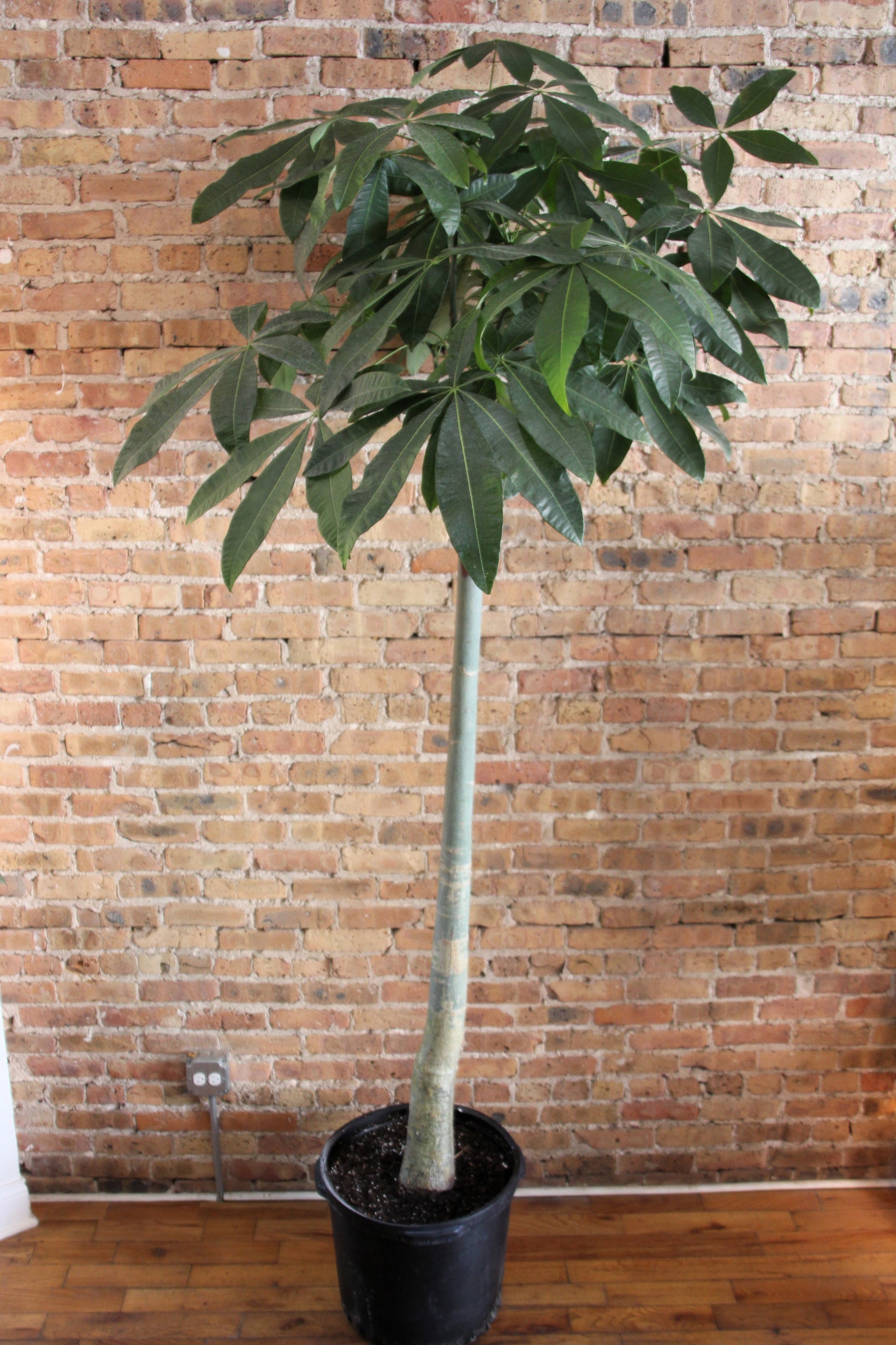 money tree chicago Money Tree – Chicago Plants