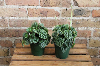Peperomia Ripple