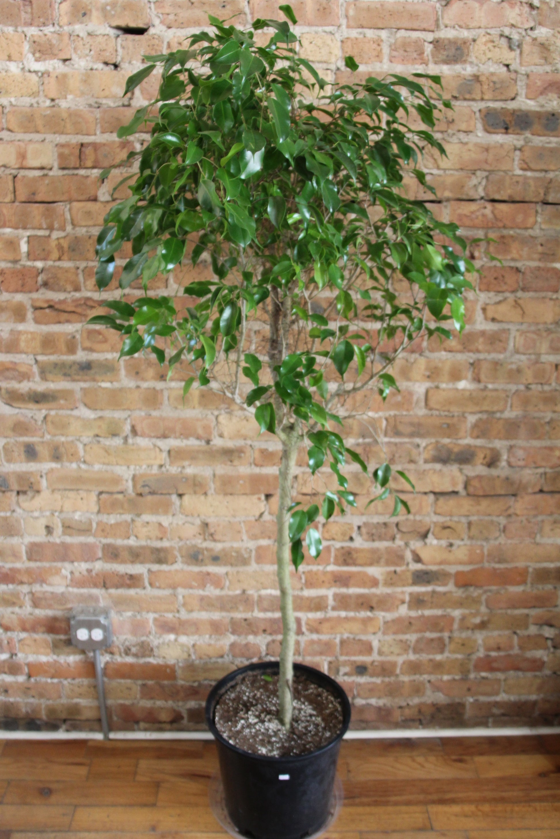 weeping fig indoor plant Ficus Benjamina 'Weeping Fig'