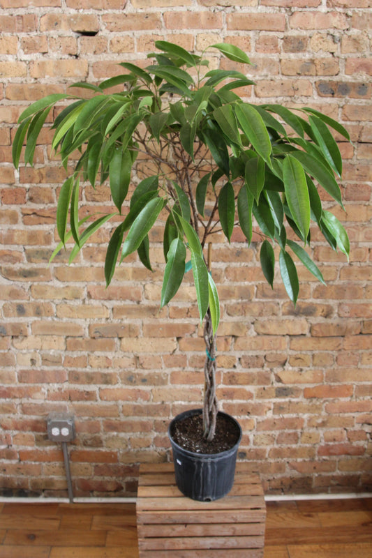 Ficus Maclellandii 'Alii'
