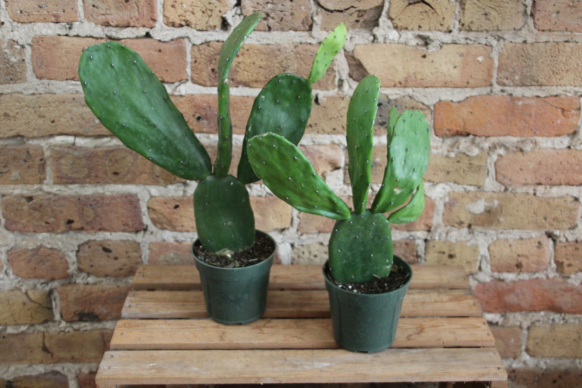 prickly pear cactus indoor Opuntia 'Prickly Pear' Cactus – Chicago Plants