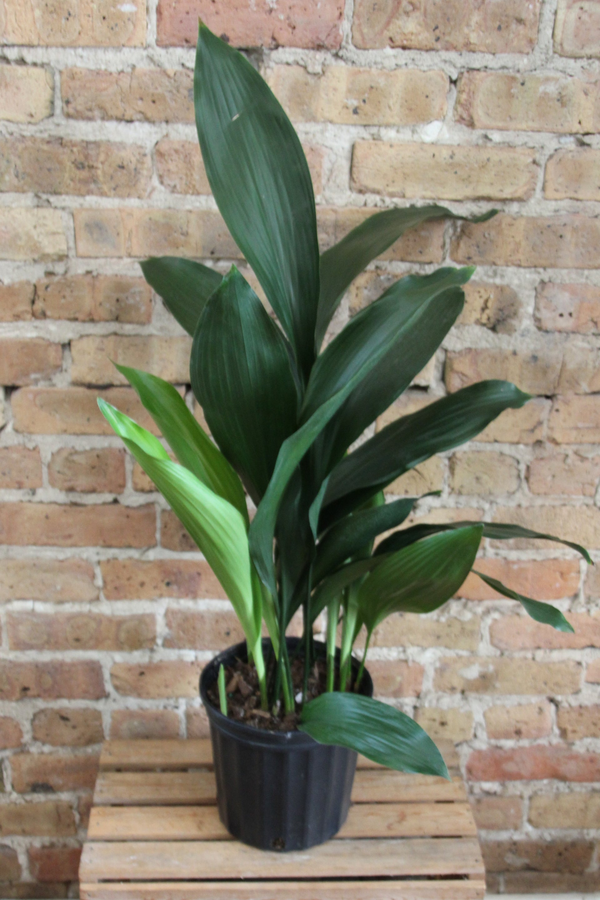 cast iron house plant Aspidistra 'Cast Iron Plant' – Chicago Plants