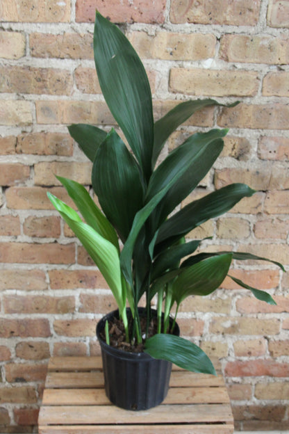 Aspidistra 'Cast Iron Plant'