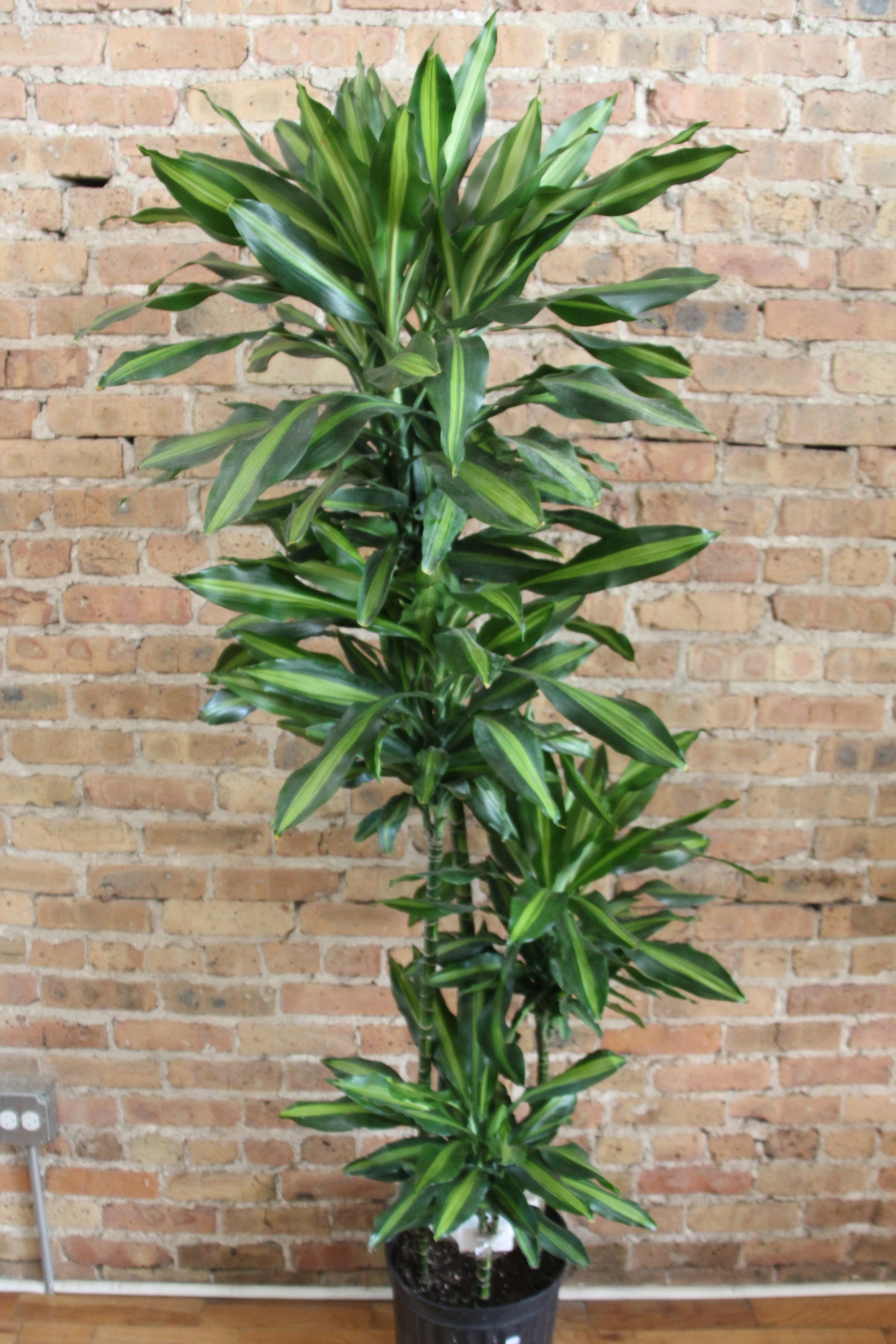 dracaena golden coast cane Dracaena Cintho Cane – Chicago Plants