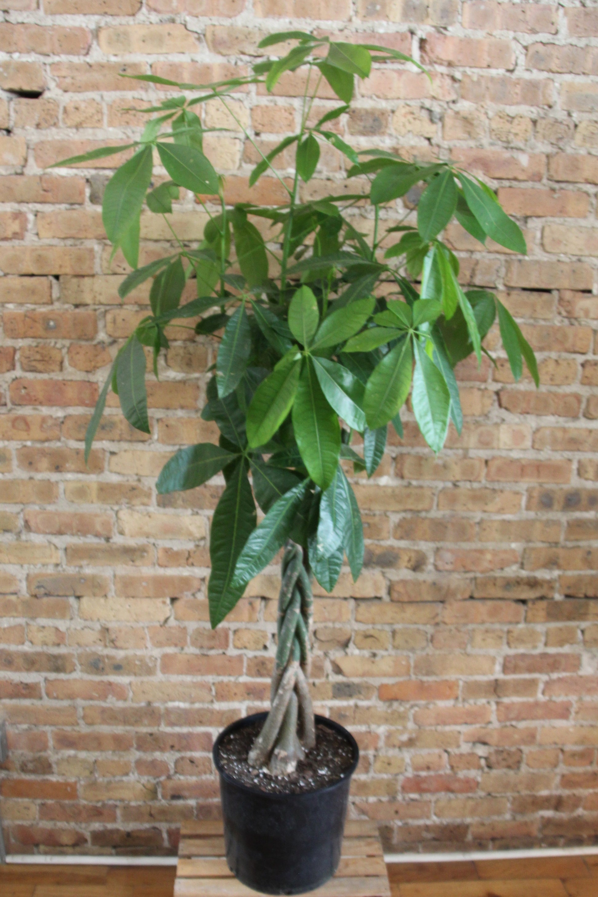 money tree 120th Money Tree – Chicago Plants