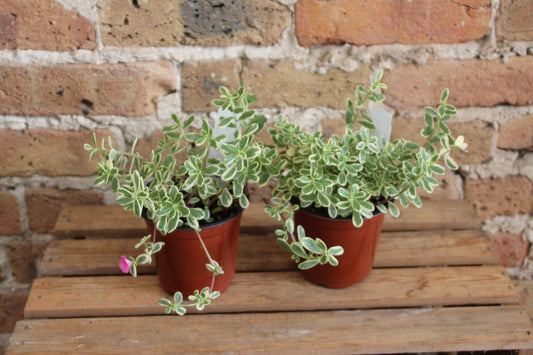 Portulaca 'Hana Misteria'