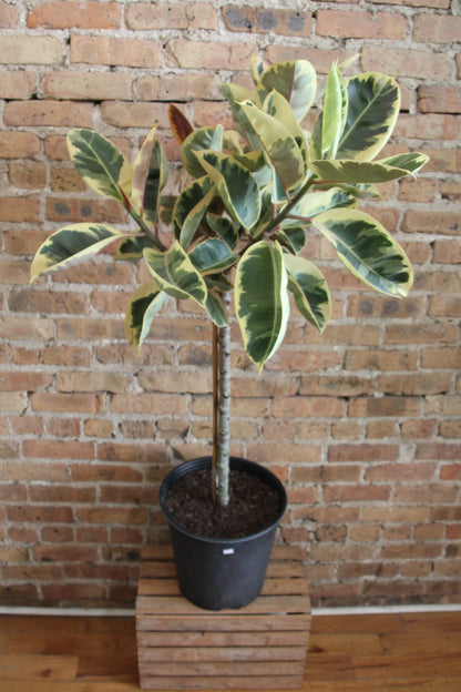 Ficus Tineke