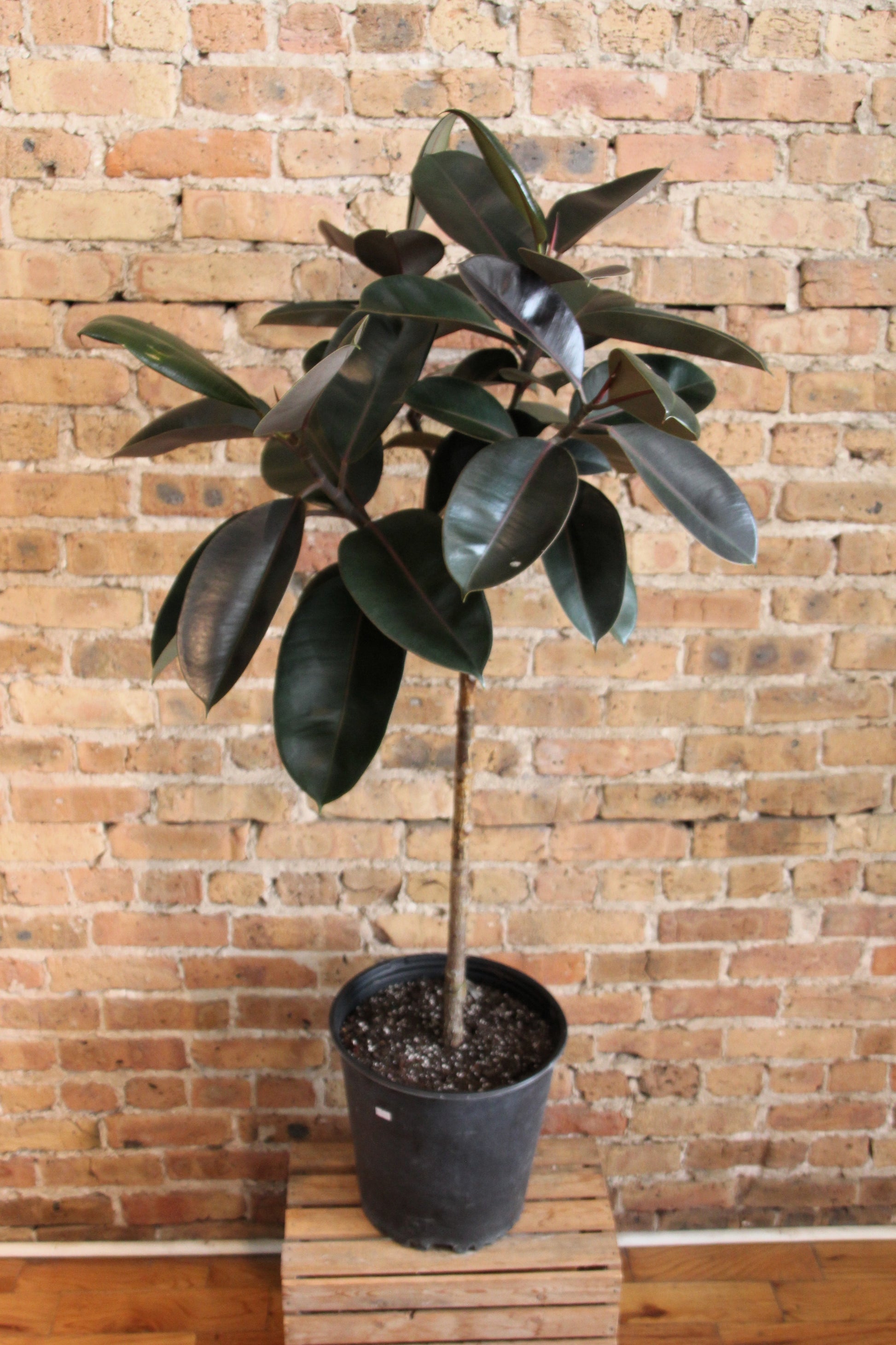 purple rubber tree Ficus Elastica Burgundy 'Rubber Tree'