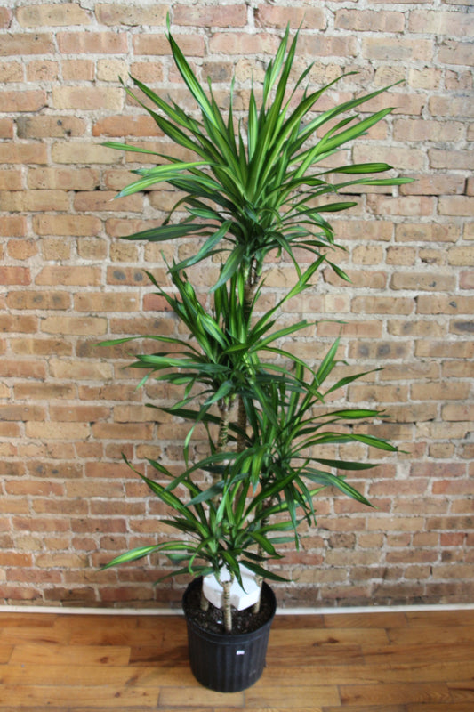Dracaena Rikki Cane