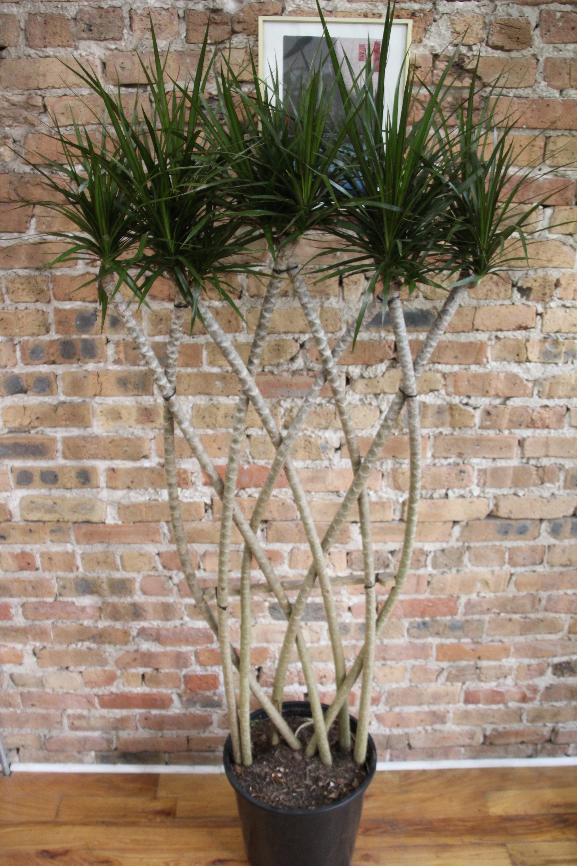 dracaena braid plant Dracaena Marginata – Chicago Plants