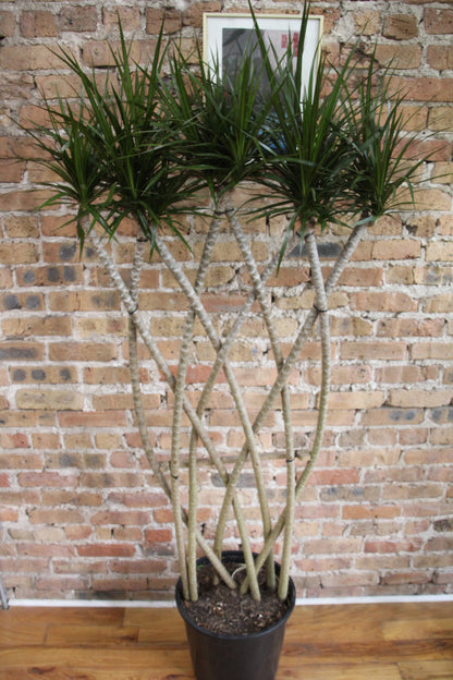 dracaena marginata braid Dracaena Marginata – Chicago Plants
