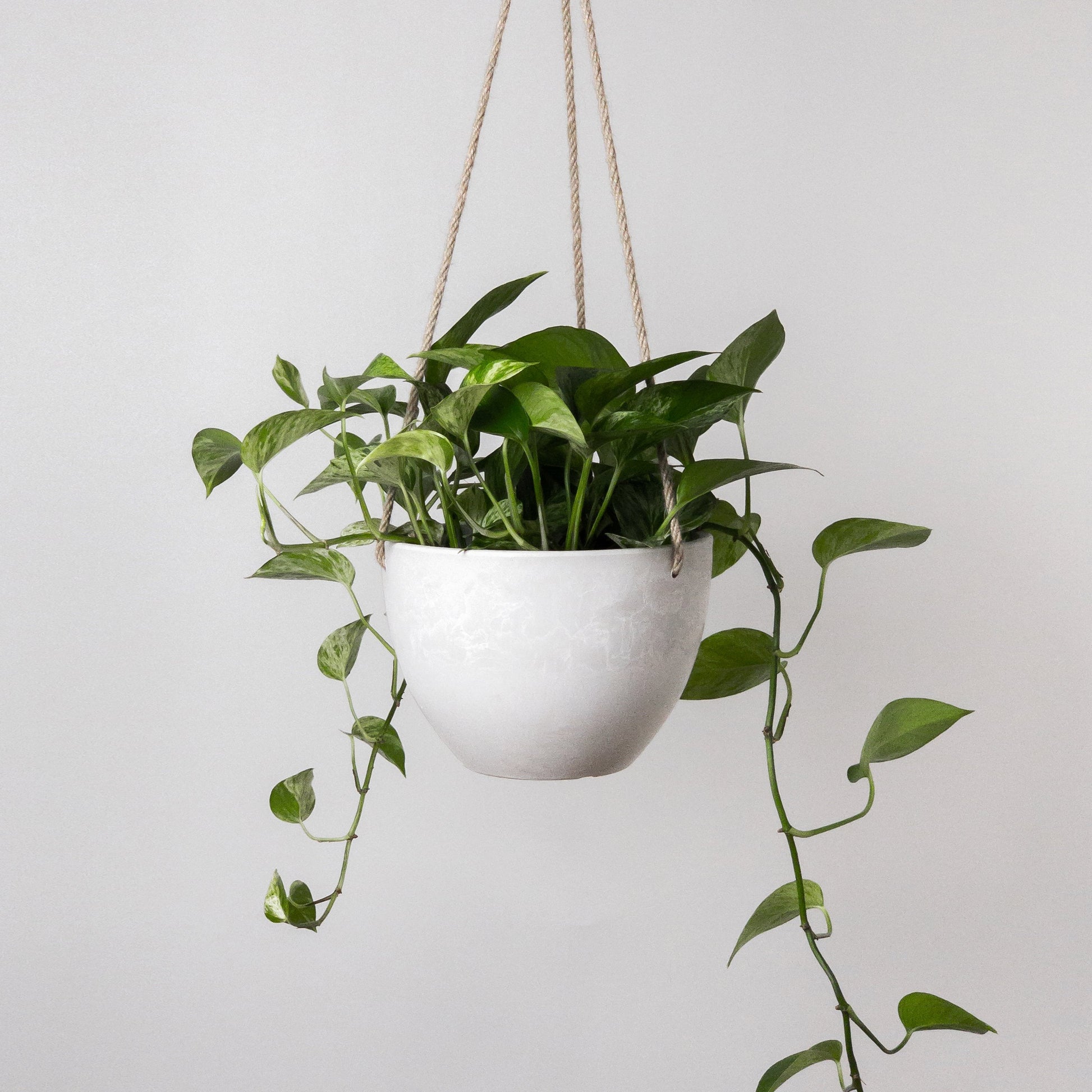 inch plant hanging Signature Stone Hanging Planter (4-7") – Chicago Plants