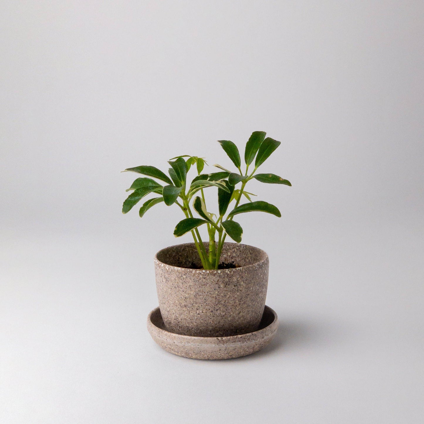 Bio-Fiber Mini-Planter 3"
