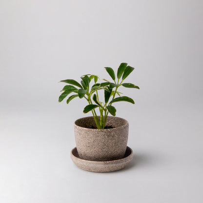 Bio-Fiber Mini-Planter 3"