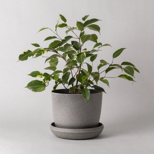 Bio-Fiber Earth Planter 7"
