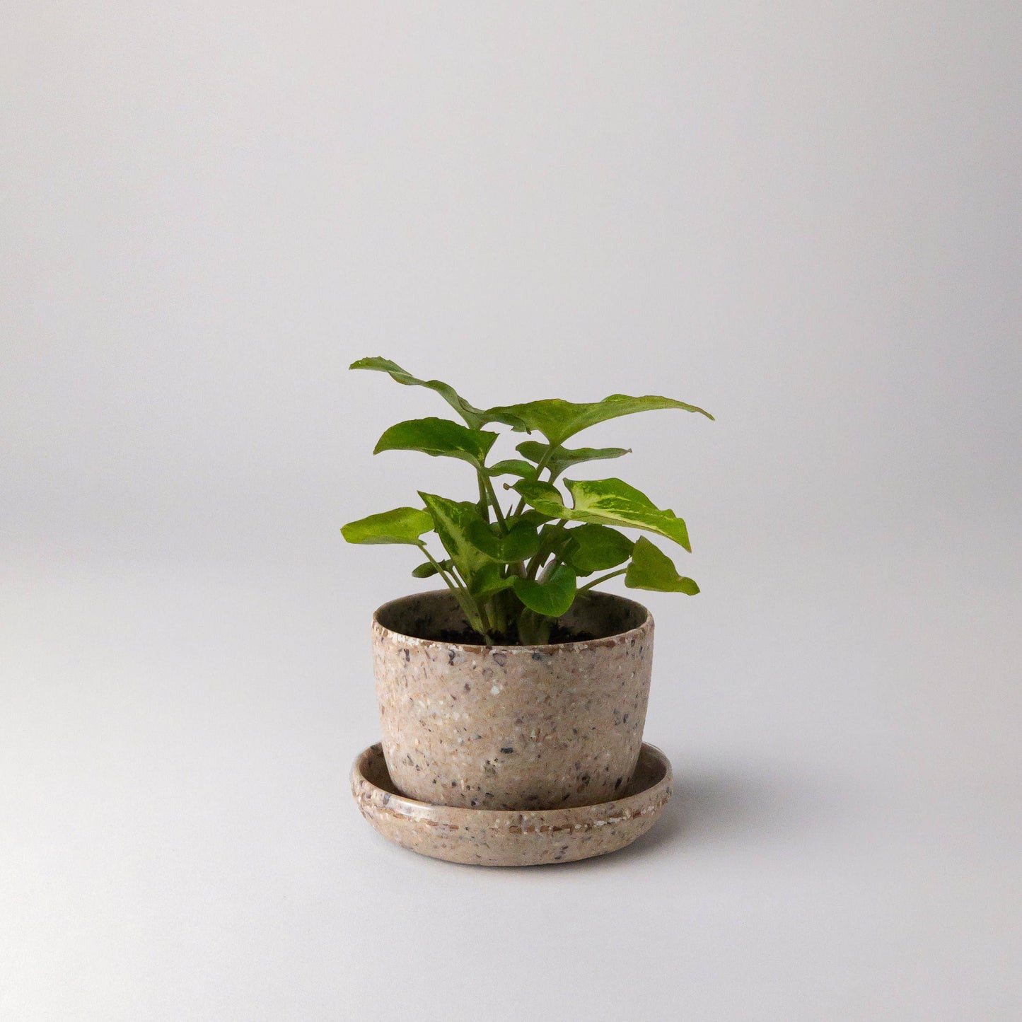 Bio-Fiber Mini-Planter 3"