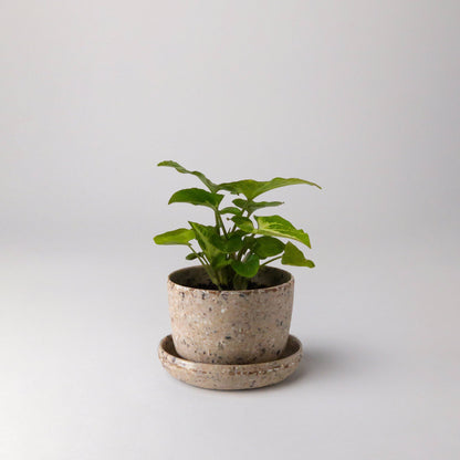 Bio-Fiber Mini-Planter 3"