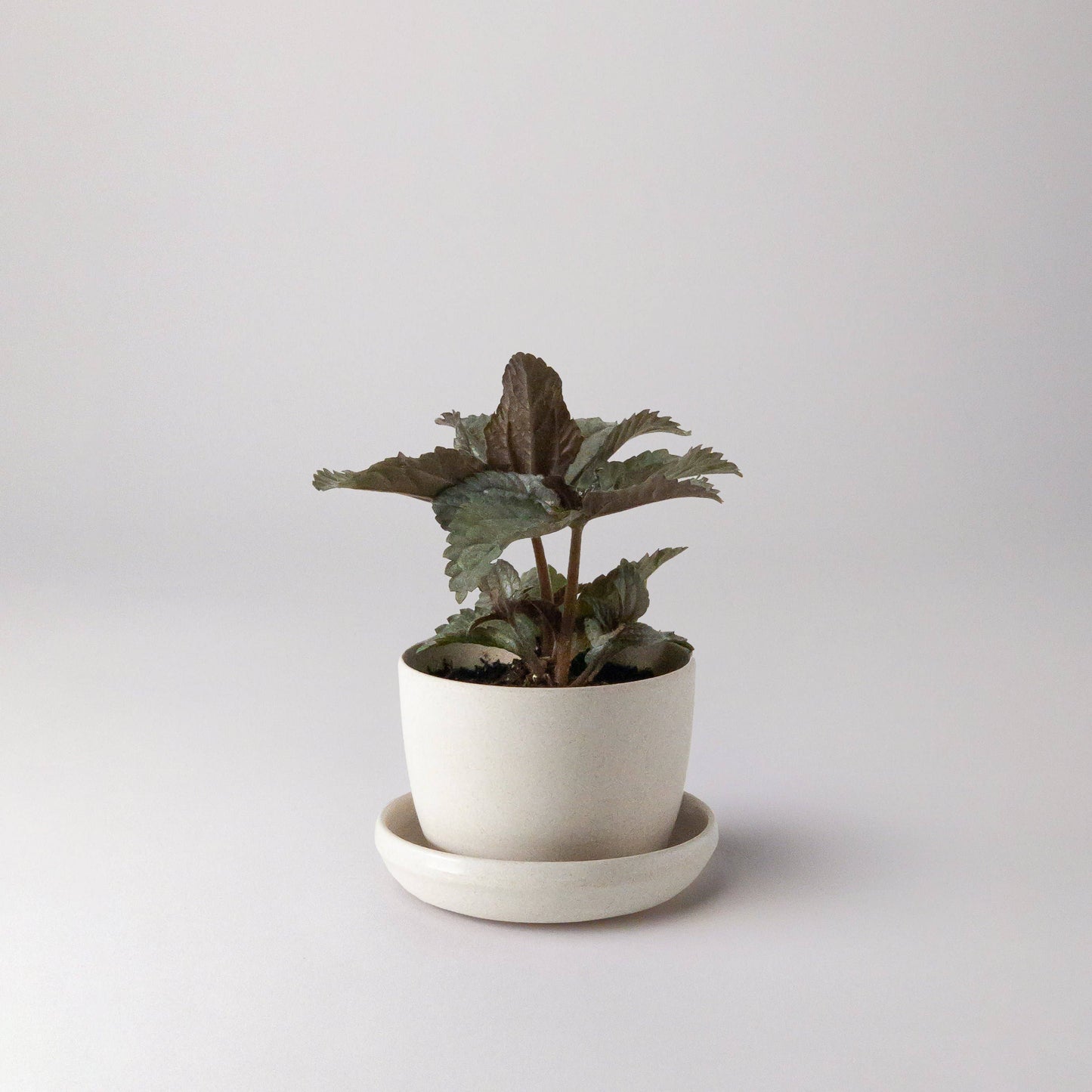 Bio-Fiber Mini-Planter 3"