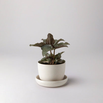 Bio-Fiber Mini-Planter 3"