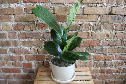 Gift-Ready Plant
