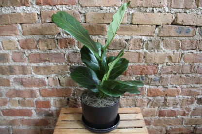 Gift-Ready Plant
