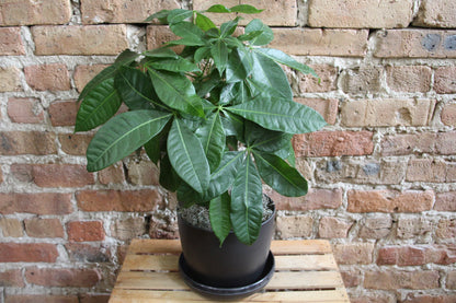 Gift-Ready Plant