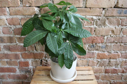 Gift-Ready Plant