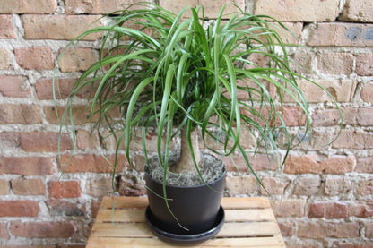 Gift-Ready Plant