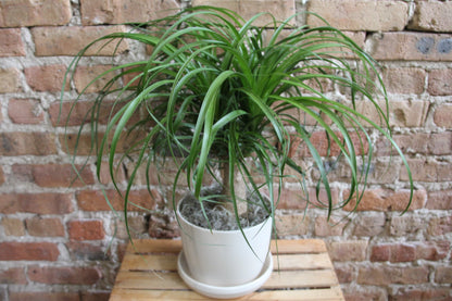 Gift-Ready Plant
