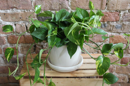 Gift-Ready Plant