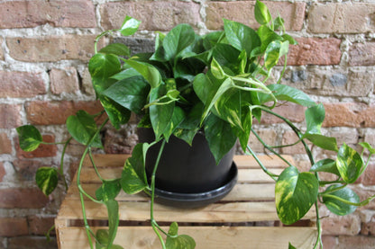 Gift-Ready Plant