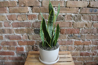 Gift-Ready Plant