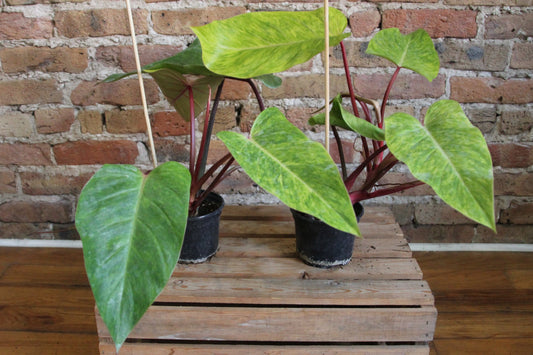 Philodendron Painted Lady