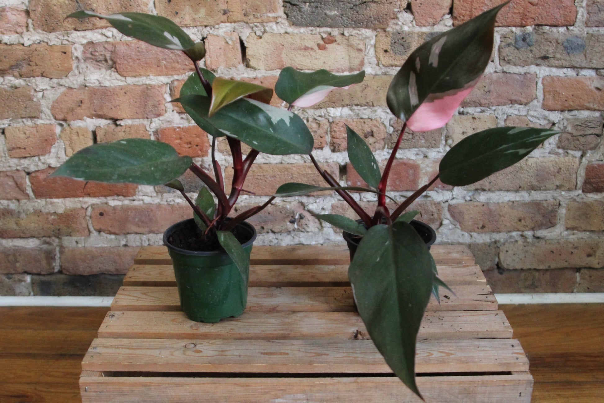 juvenile pink princess philodendron Philodendron Pink Princess