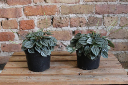 Peperomia Frost