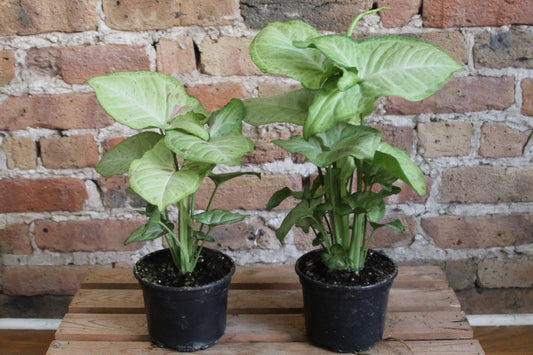 Syngonium Confetti