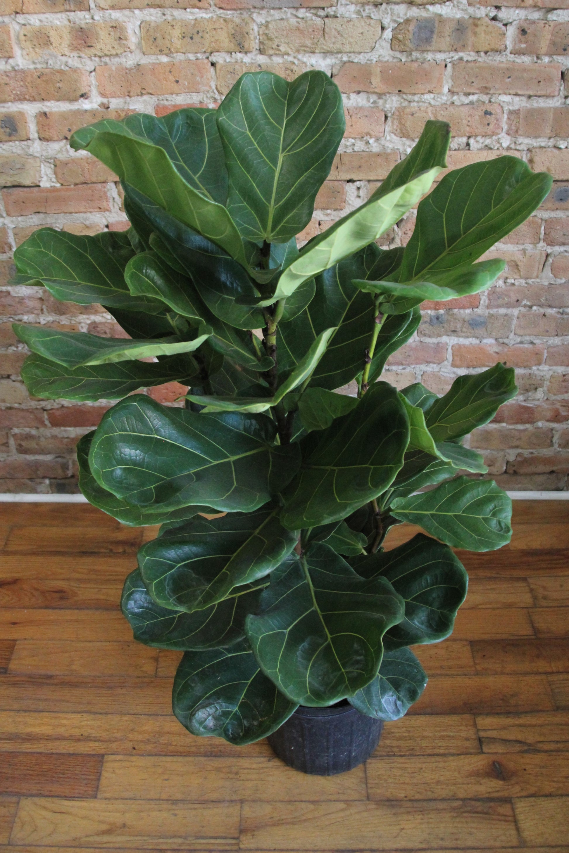 fiddle leaf fig tree chicago Ficus Lyrata 'Fiddle Leaf Fig' – Chicago Plants