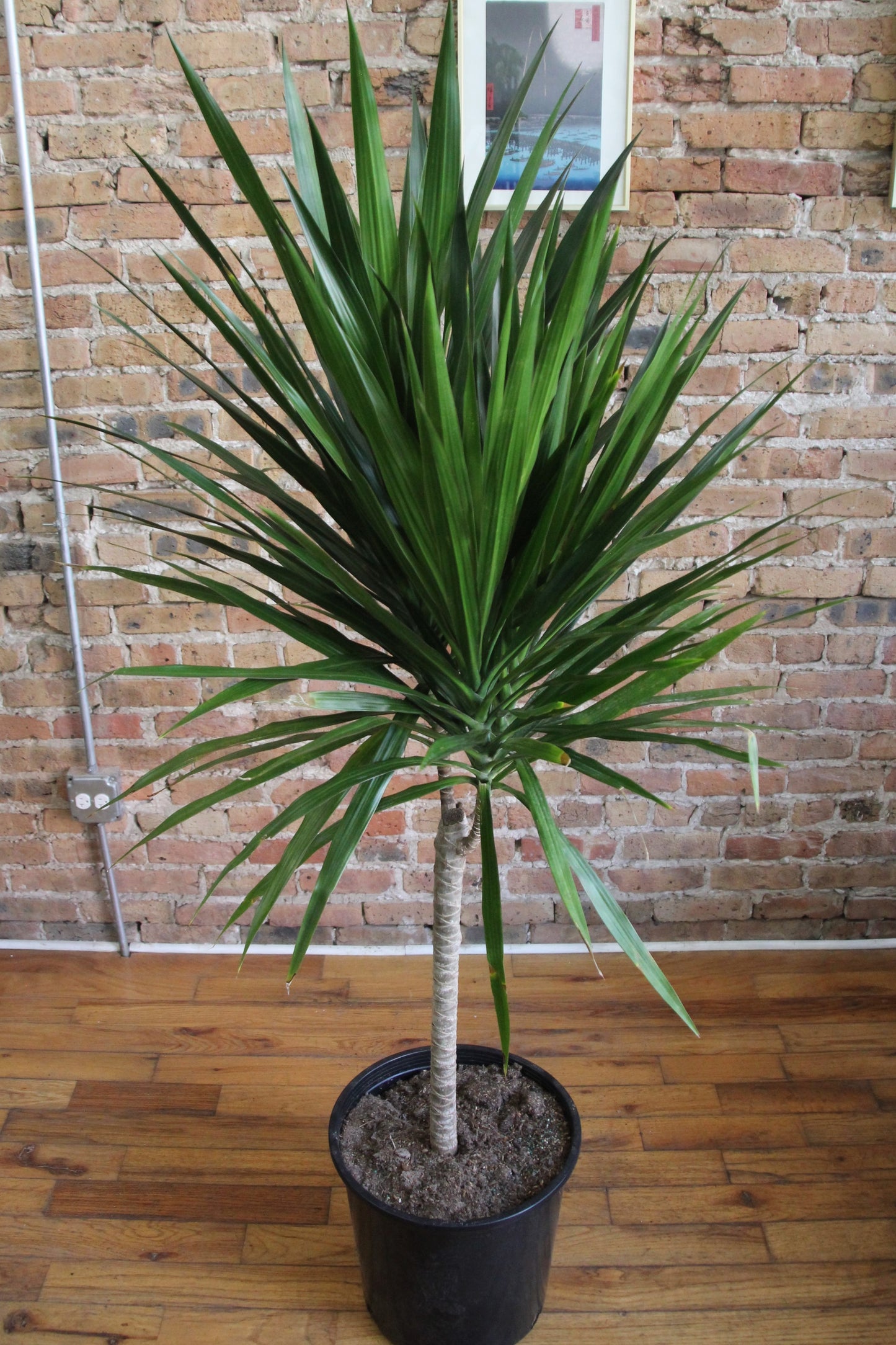 Dracaena Tarzan Tree