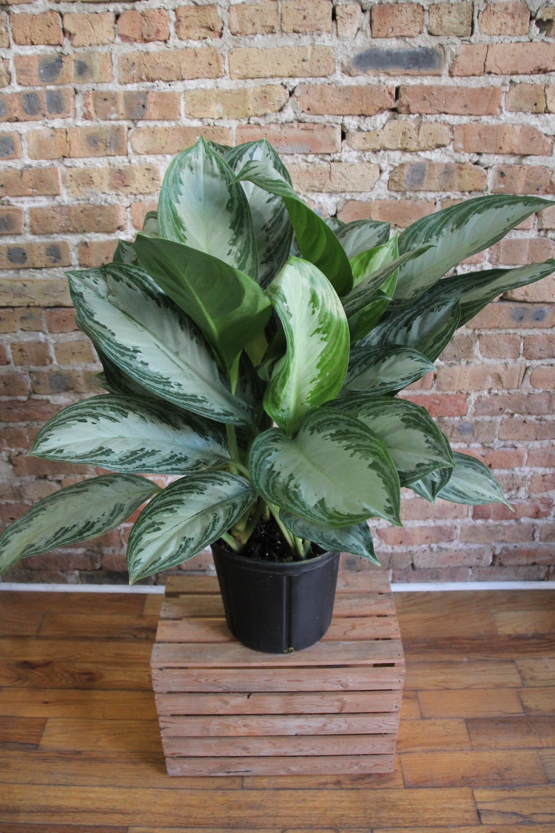 aglaonema crystal bay Aglaonema Silver Bay – Chicago Plants