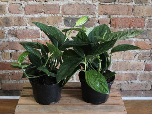 Monstera Karstenianum 'Peru'