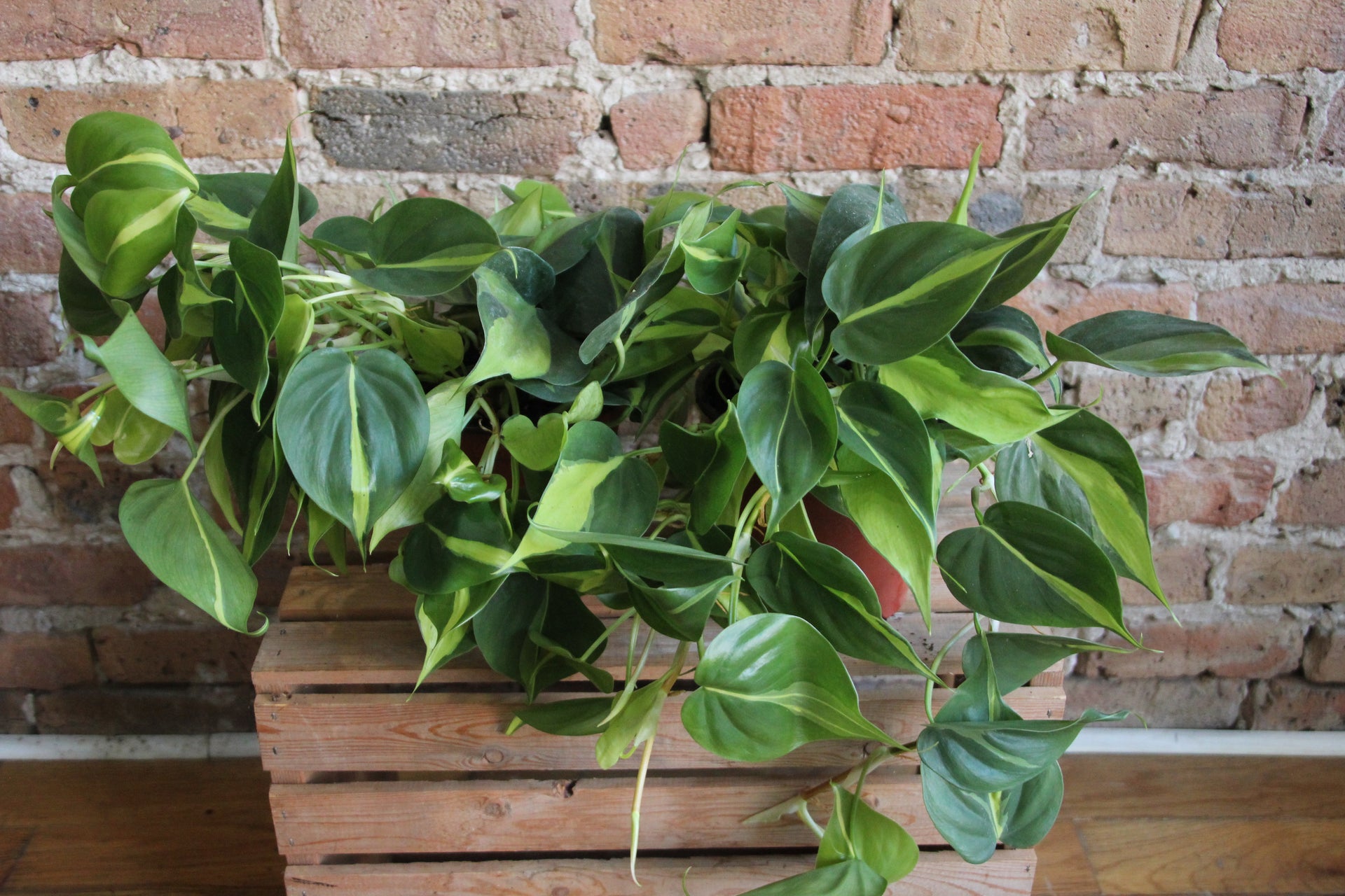 Philodendron Brasil – Chicago Plants