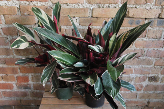 Stromanthe Triostar