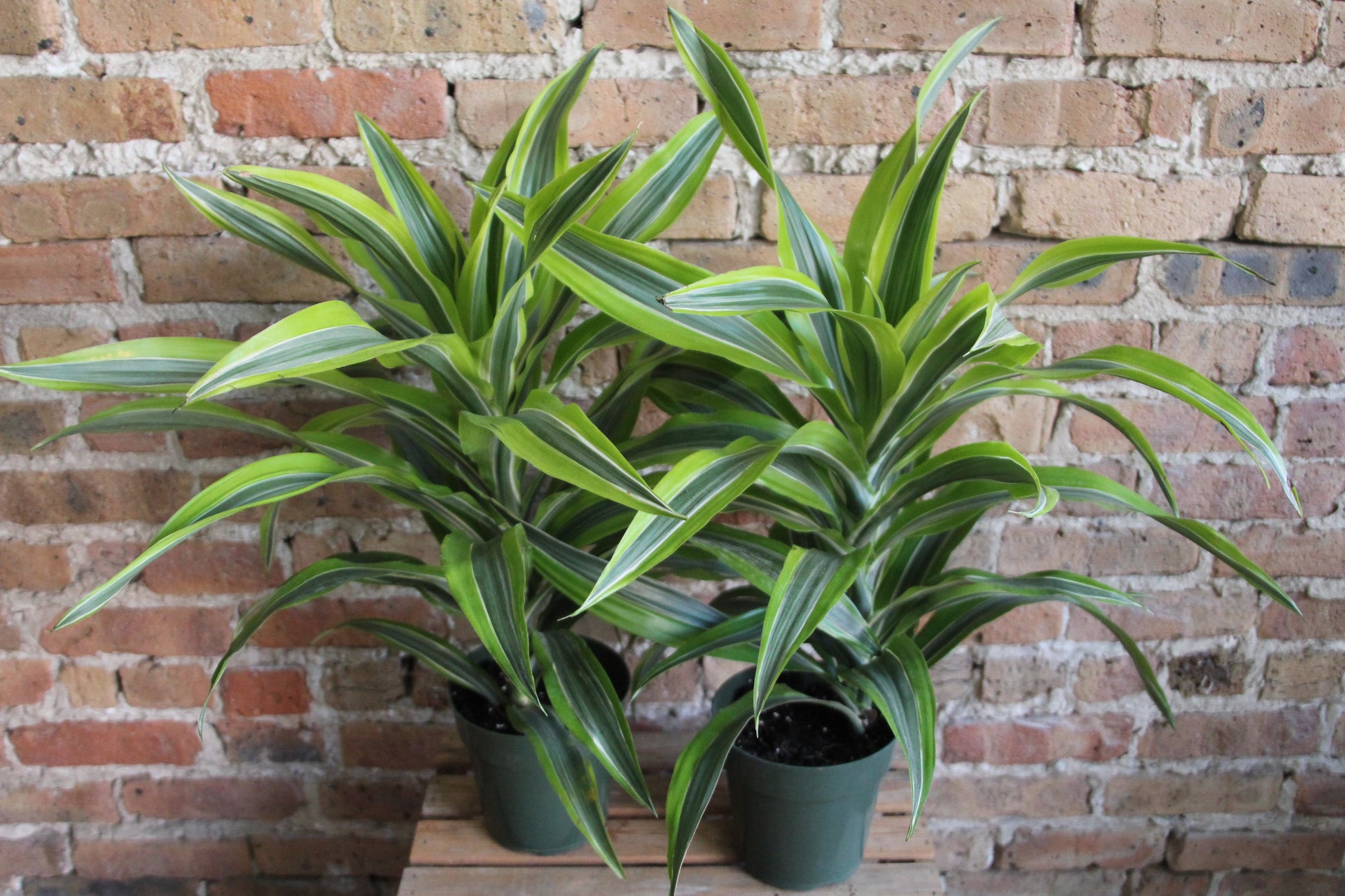 dracaena star Dracaena Gold Star – Chicago Plants