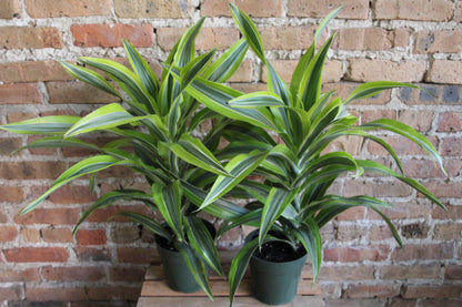 vigoro dracaena golden Dracaena Gold Star – Chicago Plants