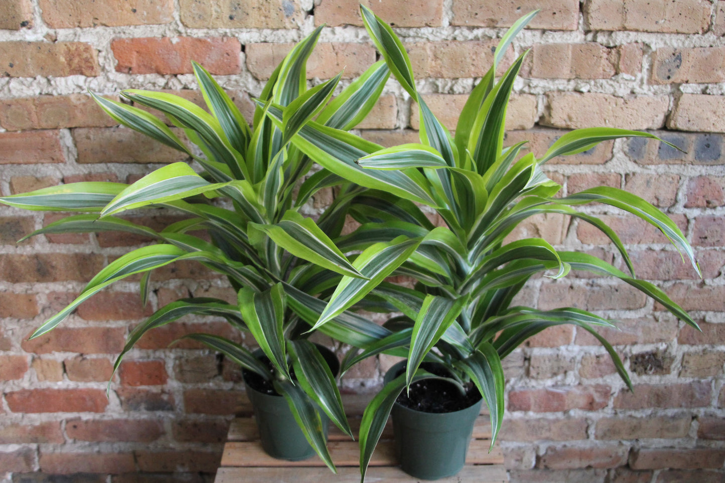 Dracaena Gold Star